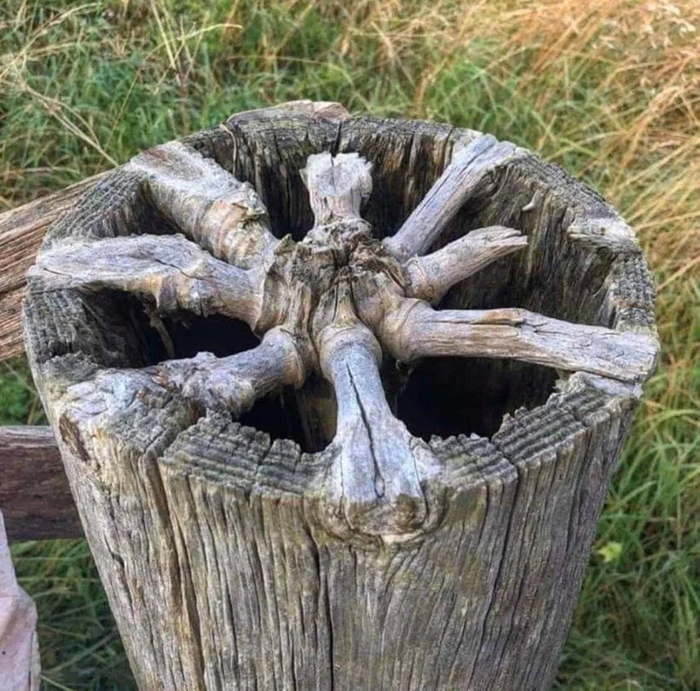 Как устроенны сучки в дереве изнутри