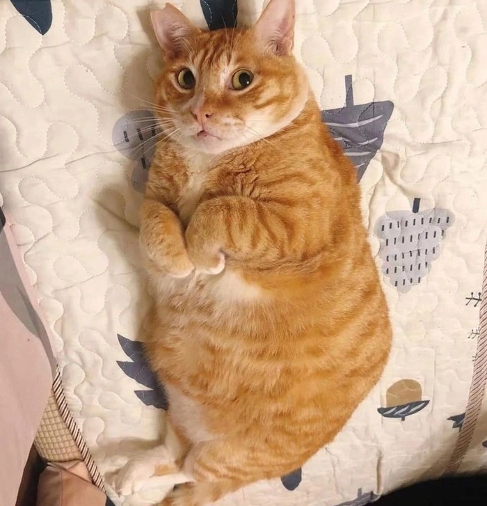 Тревожный батончик