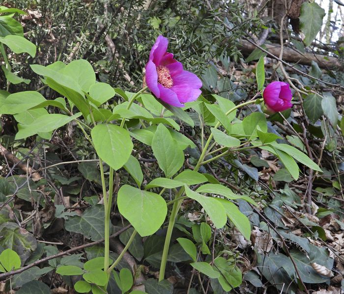 Фото Л. Головневой.