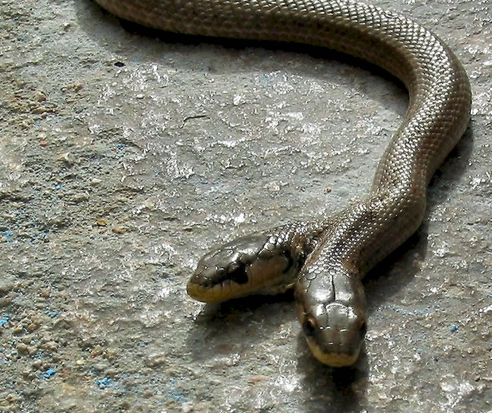 Мутанты Чернобыля