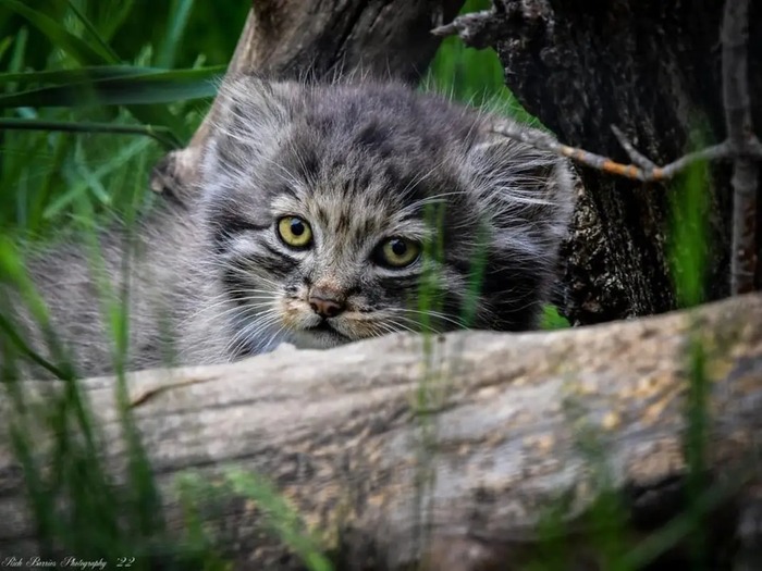 Автор фото <a href="https://pikabu.ru/story/s_dnyom_rozhdeniya_12597347?u=https%3A%2F%2Fwww.facebook.com%2Fphoto.php%3Ffbid%3D10159922416862248&t=Dakota%20zoo%20FB&h=889fa2d0c58b16652bf819468f959fdb231576bf" title="https://www.facebook.com/photo.php?fbid=10159922416862248" target="_blank" rel="nofollow noopener">Dakota zoo FB </a>