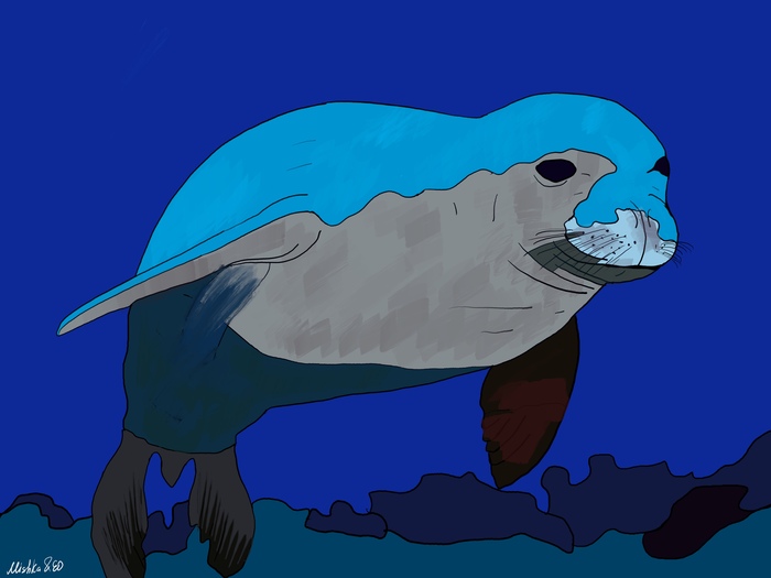 Название тюленя-монаха – Monachus monachus. Имеет схожие черты с остальными 2 видами одного рода, отличается средним размером. Все подвиды включены в Красную книгу. По международным данным, особей вида осталось не больше 1000.