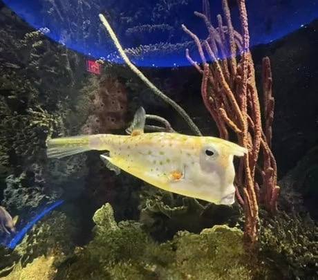 ���������� ����������� ����, ������� ������ ������� ������ ������ ������