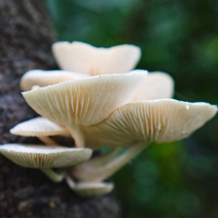 Oudemansiella canarii