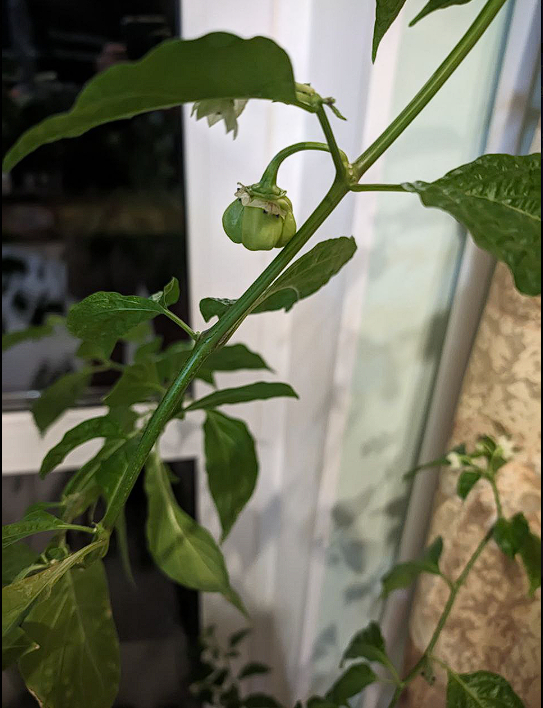 Хабанеро дружно (3 горшка) стали завязываться в плоды
