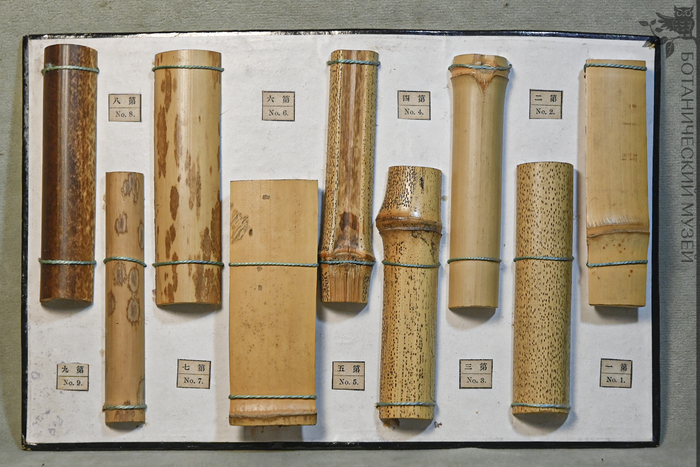 Коллекция японских бамбуков (Bambusa sp.). Привез К.И. Максимович из Японии. Коллекция экономической ботаники Ботанического музея БИН РАН.