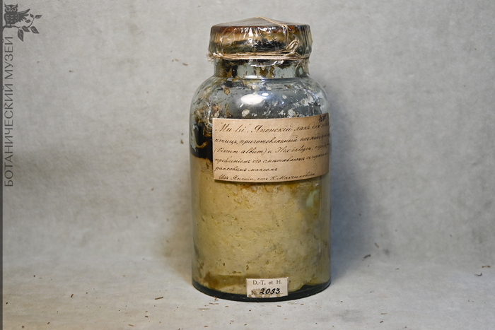 Японский лак для ловли птиц из ягод омелы белой. Из Японии, от К.И. Максимовича. Коллекция экономической ботаники Ботанического музея БИН РАН.