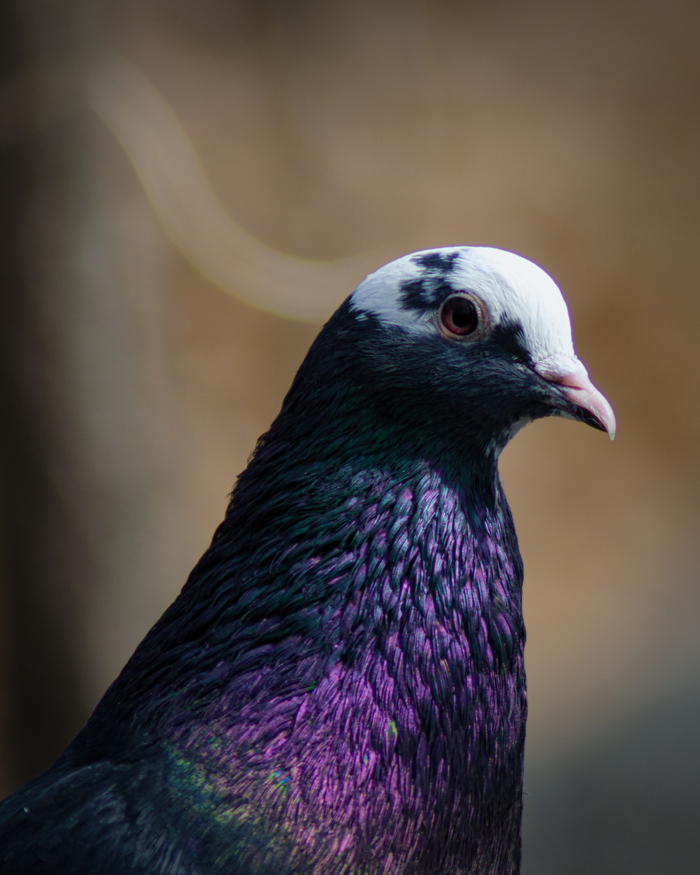 Портрет для голубя🐦