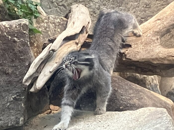 Когда потянулся с утра и каааак защемило спину!