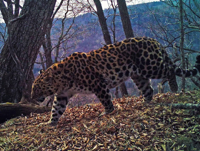 Прекрасен и днём, и в сумерках