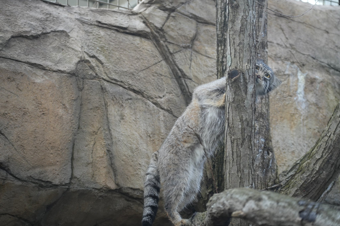   Nasu Animal Kingdom   , ,  ,  ,  ,  , , 