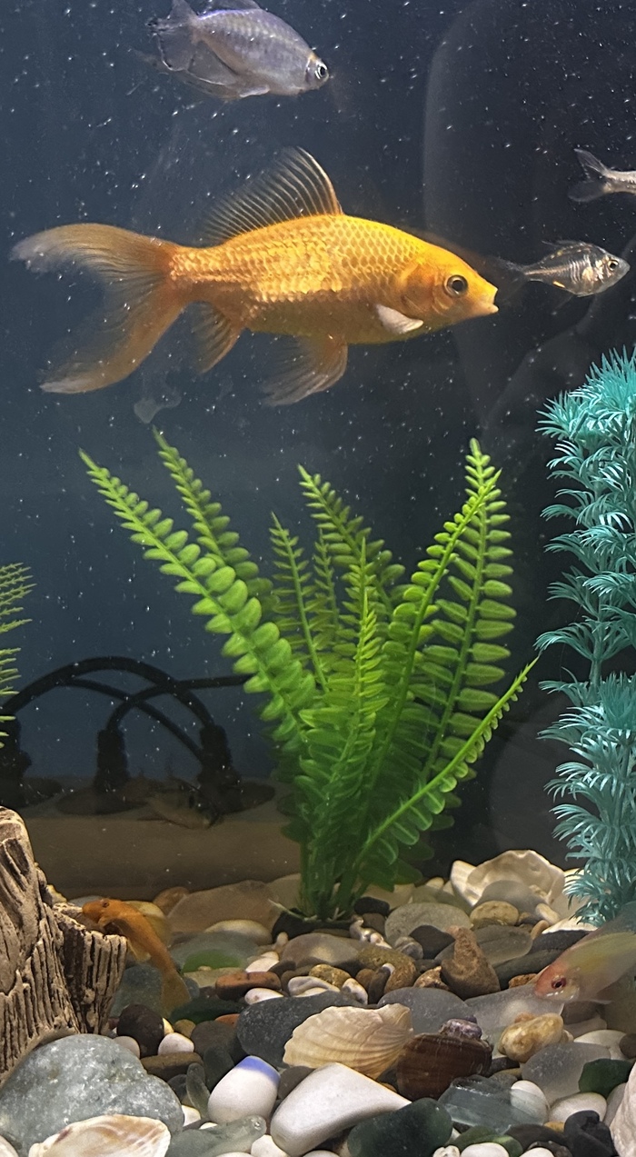 �������� �������