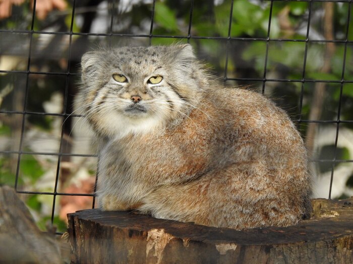 Фото взято из аккаунта <a href="https://pikabu.ru/story/s_dnyom_rozhdeniya_12620473?u=https%3A%2F%2Fwww.flickr.com%2Fphotos%2F38866746%40N07%2F54293658208&t=Andrew%20King&h=817638d912b16bde577d26d0ff7c5adfbc03bbbf" title="https://www.flickr.com/photos/38866746@N07/54293658208" target="_blank" rel="nofollow noopener">Andrew King</a>