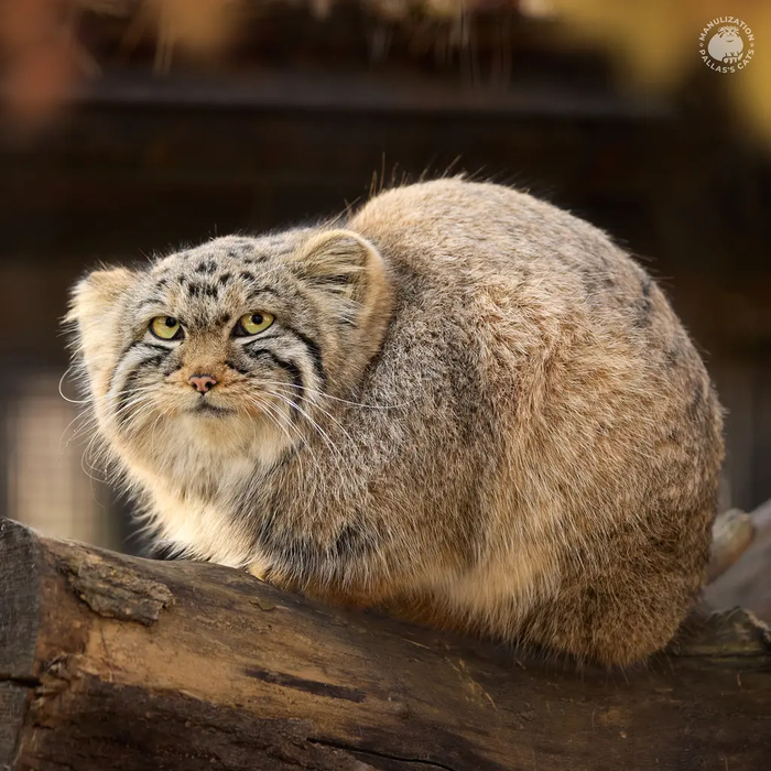 Автор фото <a href="https://pikabu.ru/story/s_dnyom_rozhdeniya_12620473?u=https%3A%2F%2Fmanulization.ru%2Fmanuls%2Fdaughter-of-eve-2024-v.html&t=manulization.ru&h=b365dceafe3b94fee82308c05762a6984a55aa73" title="https://manulization.ru/manuls/daughter-of-eve-2024-v.html" target="_blank" rel="nofollow noopener">manulization.ru</a>