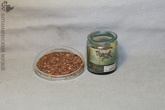   (Linum usitatissimum)   .. , 1856.      .