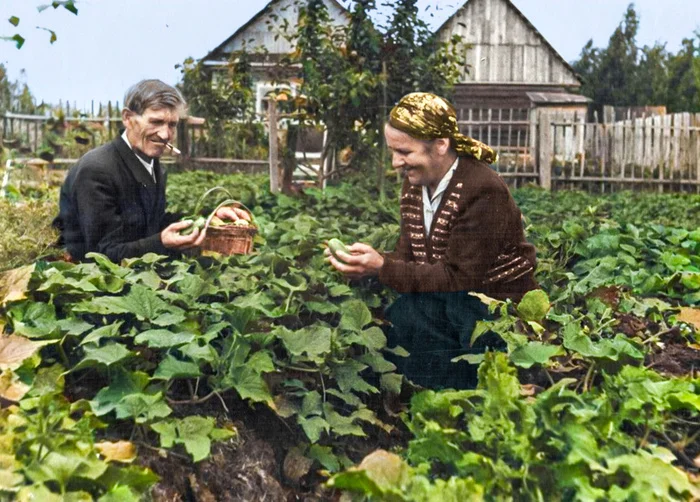 Подборка душевных и ярких фотографий деревенской жизни в СССР. 20 раскрашенных фотографий 20 век, Фотография, СССР, Детство в СССР, Старое фото, 60-е, 70-е, 50-е, 80-е, Деревня, Сельская жизнь, Колоризация, Длиннопост