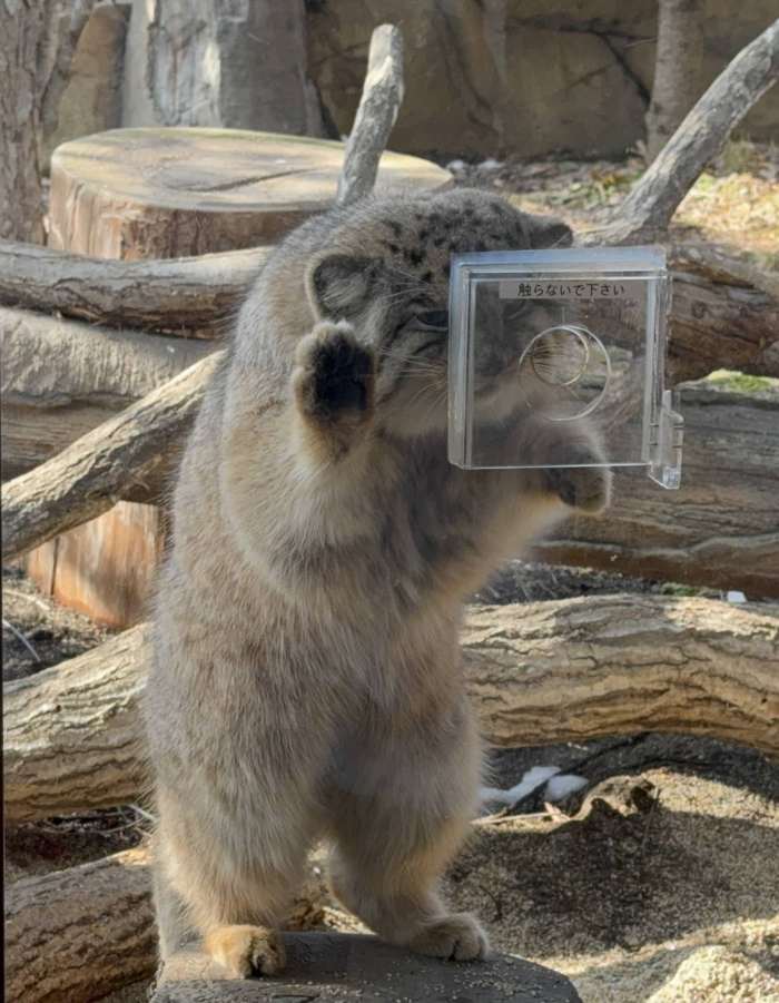 Это что ты там принёс? Подарок? Такой МАЛЕНЬКИЙ?