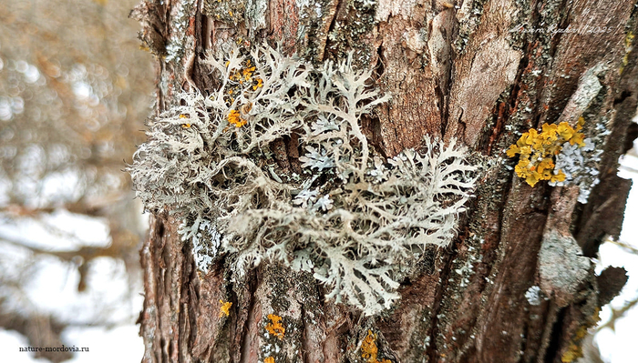 Анаптихия реснитчатая (Anaptychia ciliaris)