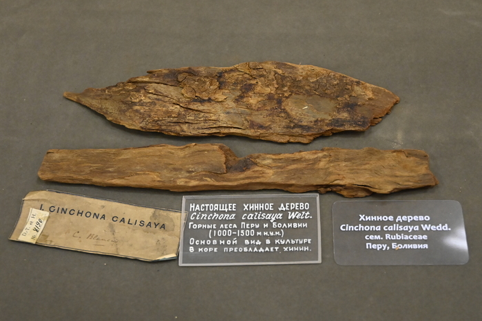 Хинное дерево Cincoha Calisaya. Экспонат Ботанического музея РАН.