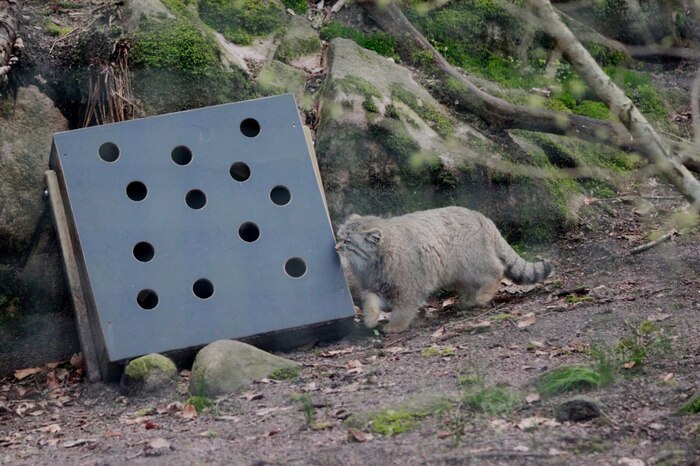 Юная исследовательница