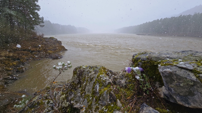 Республику Алтай завалило снегом, несмотря на зацветший маральник!
