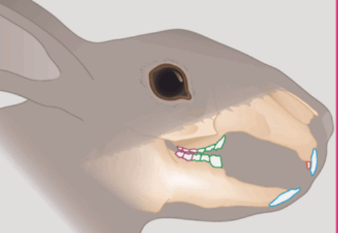 На верхней челюсти за резцами располагаются подрезцы