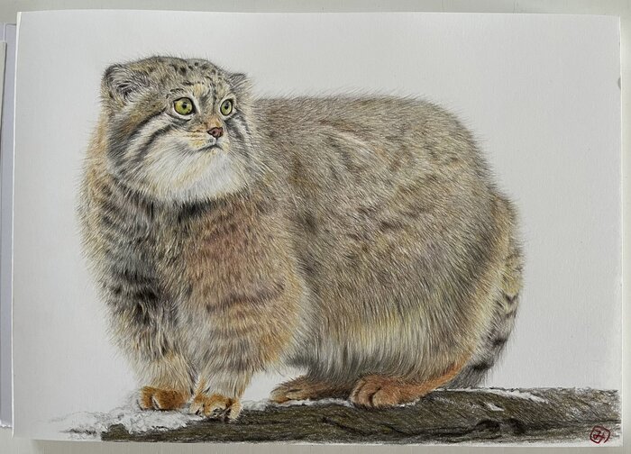 Шикарный Лев