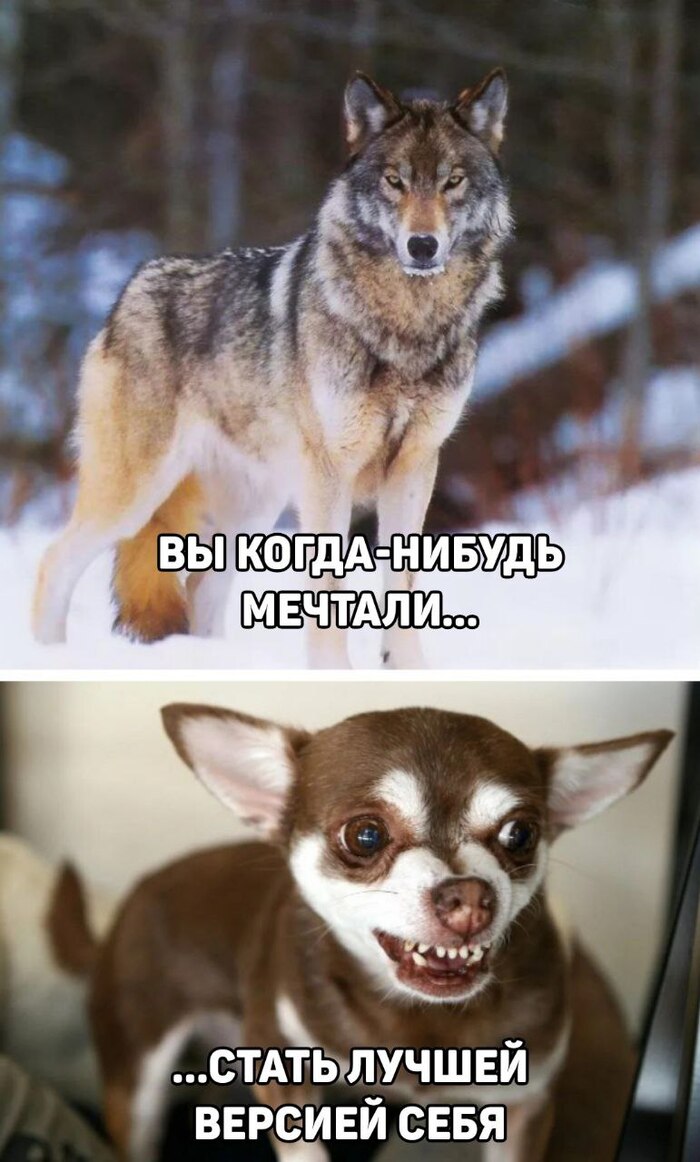 Хайп прошёл, но ауф вечен