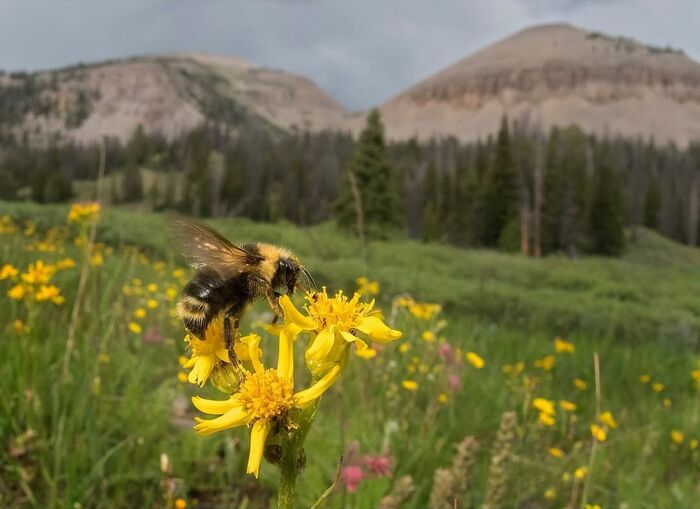 Неразборчивый шмель-кукушка.