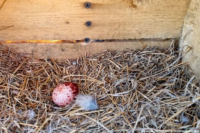 Завёл нелегальную птицеферму в лесу. Что по деньгам Животные, В мире животных, Редкий вид, Дикая природа, Природа России, Птицы, Хищные птицы, Сова, Сокол, Видео, Короткие видео, Длиннопост Завёл нелегальную птицеферму в лесу. Что по деньгам Животные, В мире животных, Редкий вид, Дикая природа, Природа России, Птицы, Хищные птицы, Сова, Сокол, Видео, Короткие видео, Длиннопост