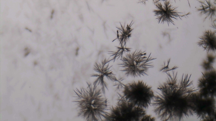 Увеличение х80, раствор