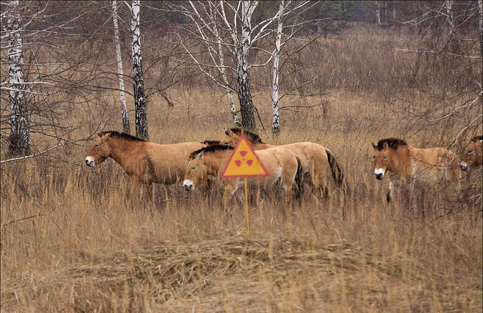 Оранжевые лошадки Чернобыльской зоны отчуждения. Откуда там взялись тахи? Лошади, Чернобыль, Чернобыль: Зона отчуждения, Лошадь Пржевальского, Животные, Дикие животные, Яндекс Дзен, Яндекс Дзен (ссылка), Длиннопост