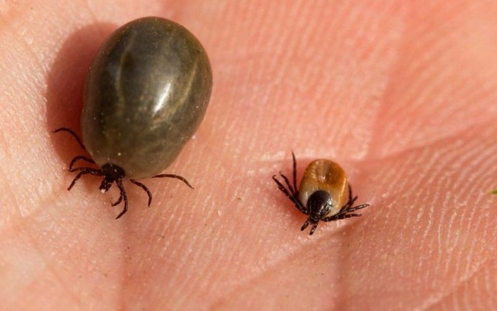 Клещ, напившийся крови, рядом голодный клещ. Фото из учебной презентации