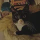 ������ ������������ Mr.Kitka