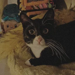 Mr.Kitka