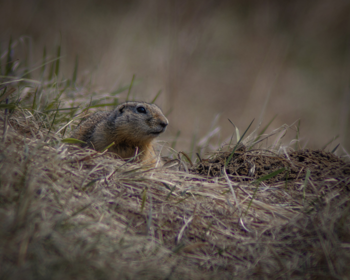 Только вылез из норки