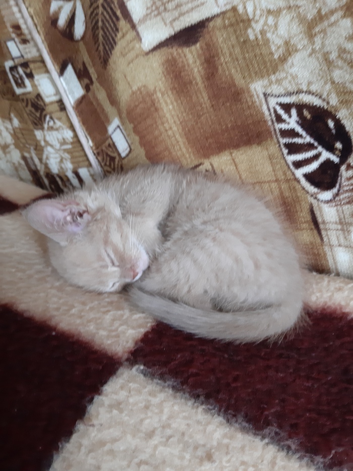 Мелкая милота