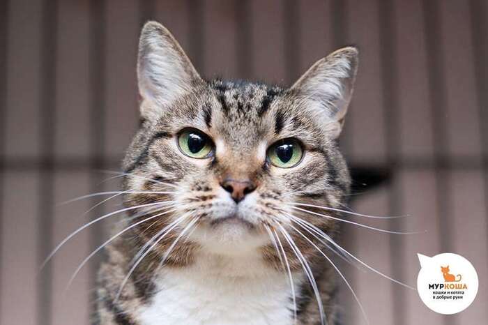 Кошка Беата