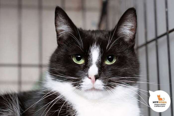 Кошка Найтюша