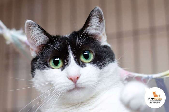 Кошка Мартуся