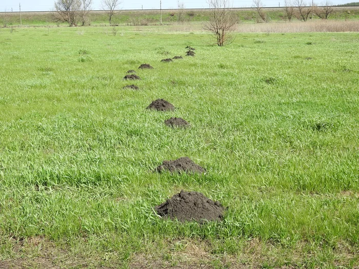 Слепыш: В 10 раз разрушительнее крота. Если он пришёл на участок — огород будет уничтожен Слепыш, Под землей, Животные, Дикие животные, Яндекс Дзен, Яндекс Дзен (ссылка), Длиннопост Слепыш: В 10 раз разрушительнее крота. Если он пришёл на участок — огород будет уничтожен Слепыш, Под землей, Животные, Дикие животные, Яндекс Дзен, Яндекс Дзен (ссылка), Длиннопост