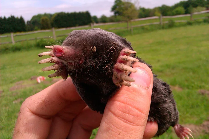 Слепыш: В 10 раз разрушительнее крота. Если он пришёл на участок — огород будет уничтожен Слепыш, Под землей, Животные, Дикие животные, Яндекс Дзен, Яндекс Дзен (ссылка), Длиннопост Слепыш: В 10 раз разрушительнее крота. Если он пришёл на участок — огород будет уничтожен Слепыш, Под землей, Животные, Дикие животные, Яндекс Дзен, Яндекс Дзен (ссылка), Длиннопост