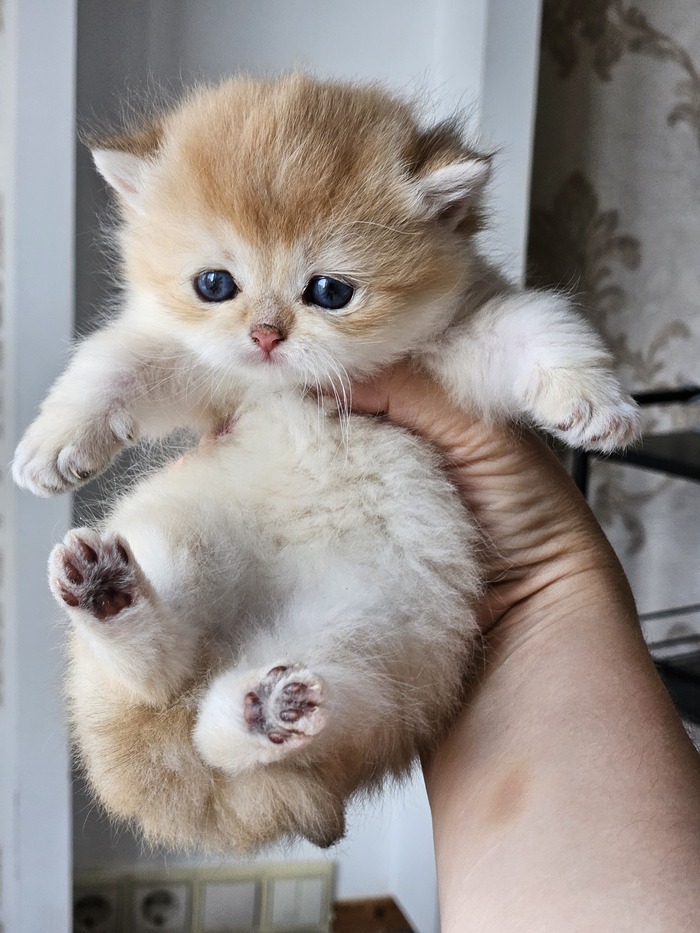     , ,   , , , , 