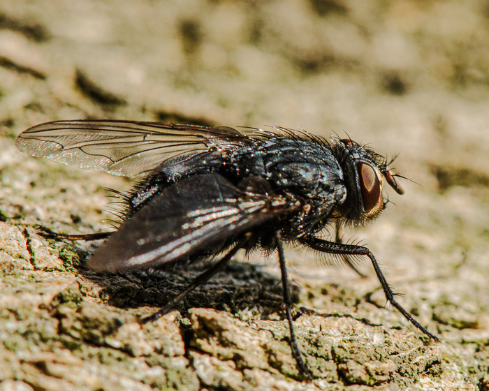 Nikon D7000, Nikkor 105mm (f/10 1/400s, ISO 500).