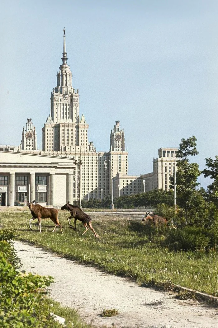 Жизнь Советской Москвы в 60-е годы. 20 раскрашенных фотографий. Часть 4 20 век, Историческое фото, Старое фото, Фотография, Москва, Столица, 60-е, История города, Колоризация, Длиннопост