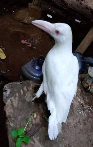      ?  , , , 