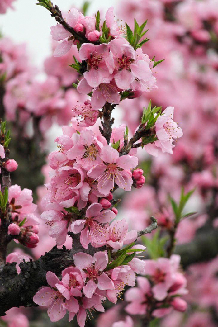 Цветущая ветка персика. Фото с сайта <!--noindex--><a href="https://pikabu.ru/story/pervotsvetyi_tsvetenie_persikov_12666725?u=http%3A%2F%2Fpibig.info&t=pibig.info&h=c175fcdcd4fe8b5c9d714af3e1aeafdccfe51f5b" title="http://pibig.info" target="_blank" rel="nofollow noopener">pibig.info</a><!--/noindex-->.