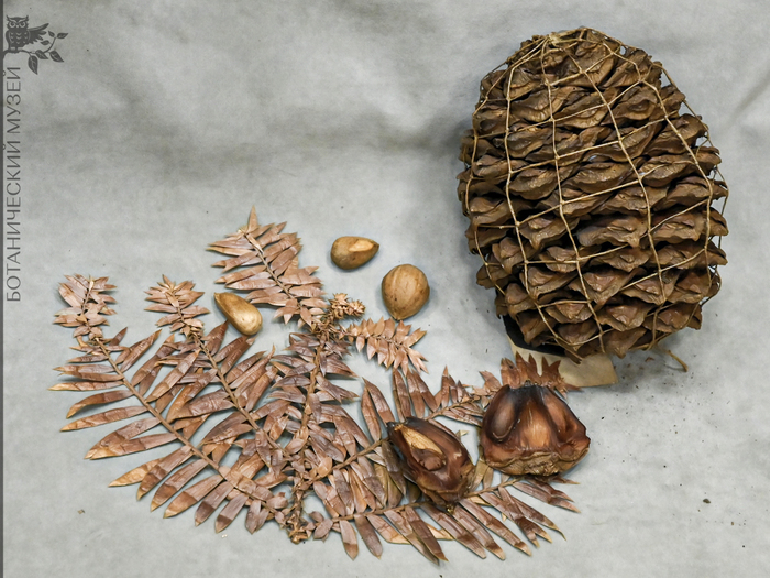 Шишка и семена араукарии Бидвилла из экспозиции Ботанического музея БИН РАН.