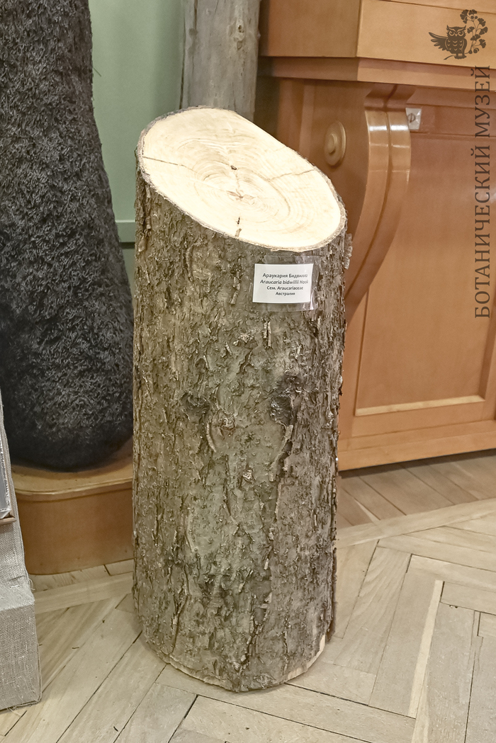Часть ствола араукарии Бидвилла из экспозиции Ботанического музея БИН РАН.