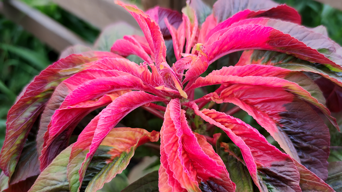 ������� (Amaranthus)
